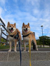 匿名 review photo