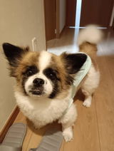 ジミー🐶 review photo