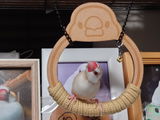 小鳥遊 review photo