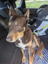 Tim Tam the Kelpie（オーストラリアのお客様） review photo