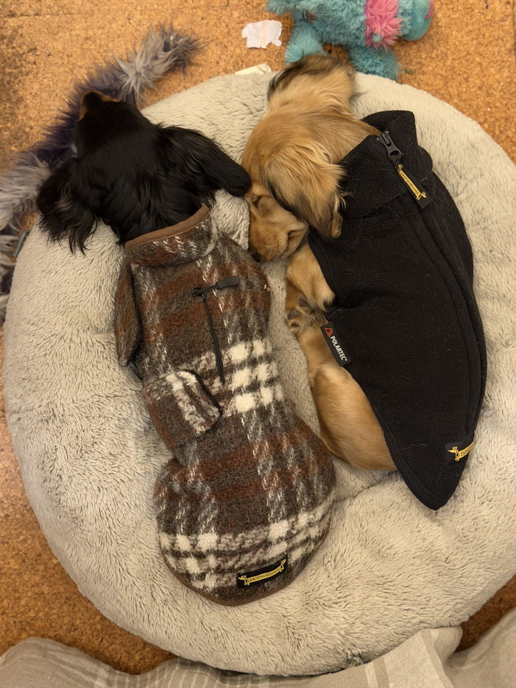 2RoyalHounds