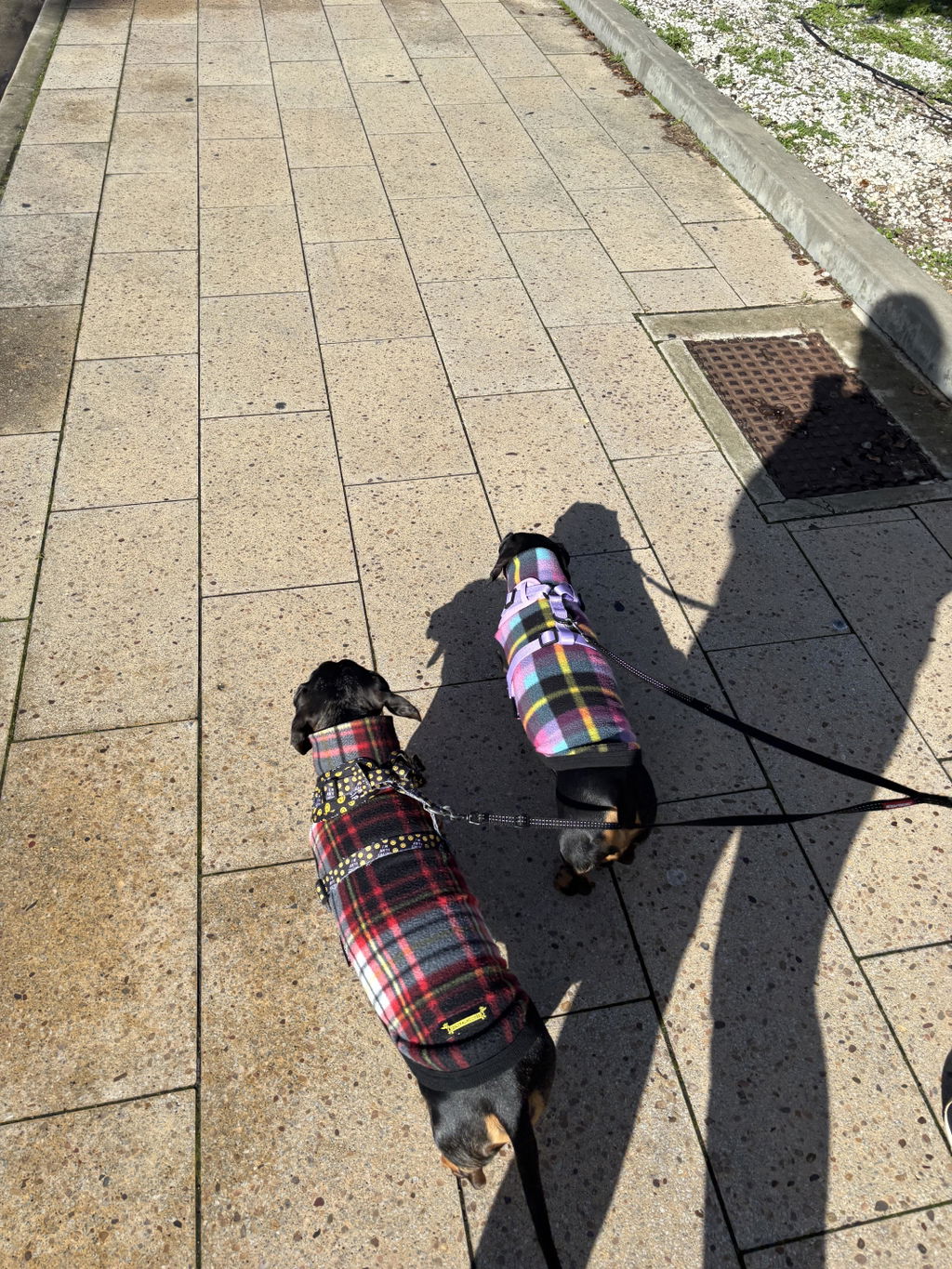 2RoyalHounds