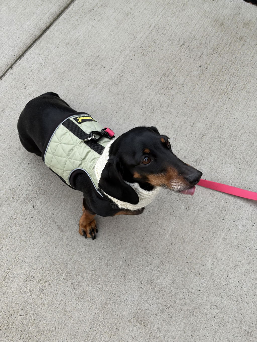 Matcha Green Winter Dachshund Hug Me Harness