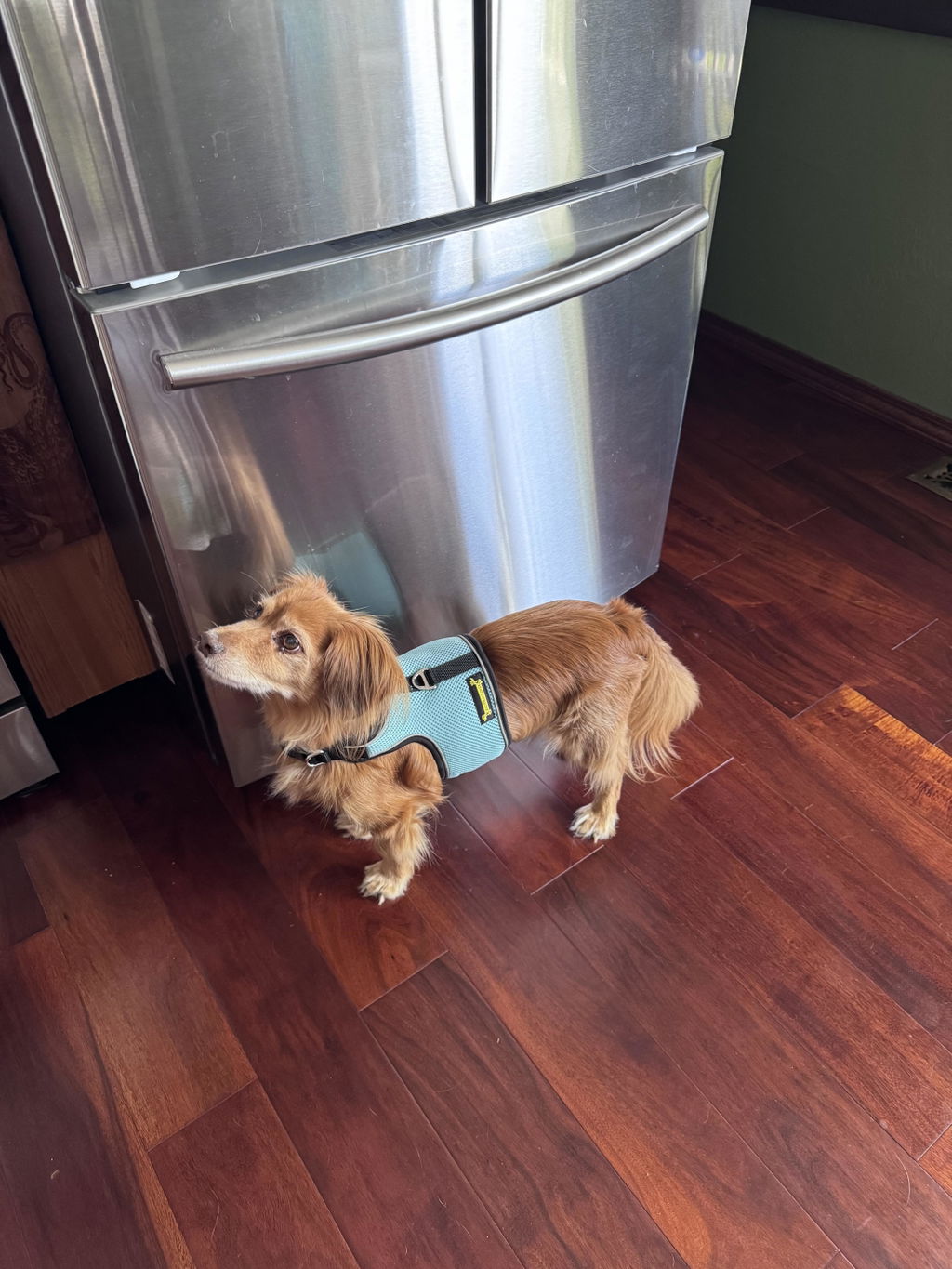 Seafoam Blue Oxymesh Dachshund Hug Me Harness