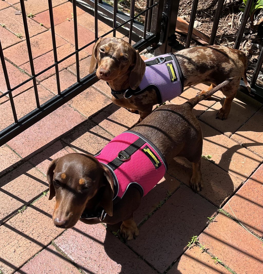 Hot Pink OxyMesh Dachshund Hug Me Harness