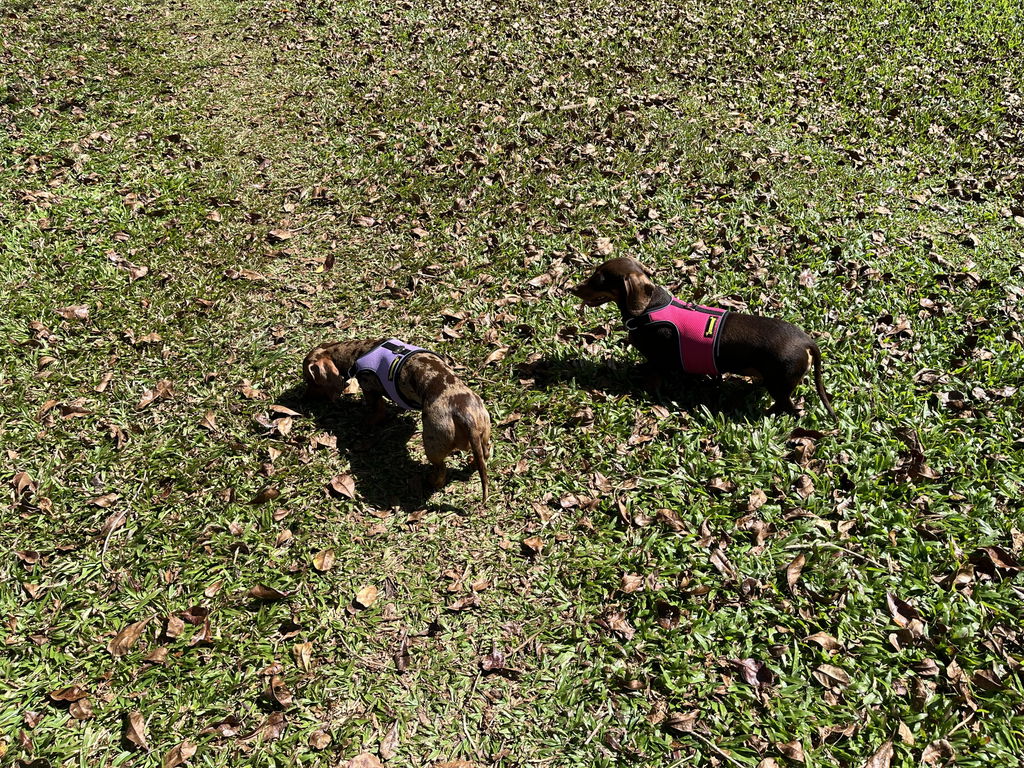 Lavender OxyMesh Dachshund Hug Me Harness