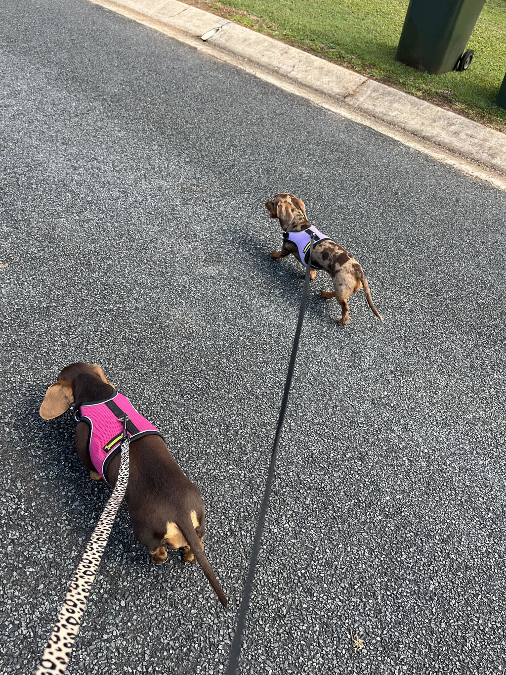 2RoyalHounds