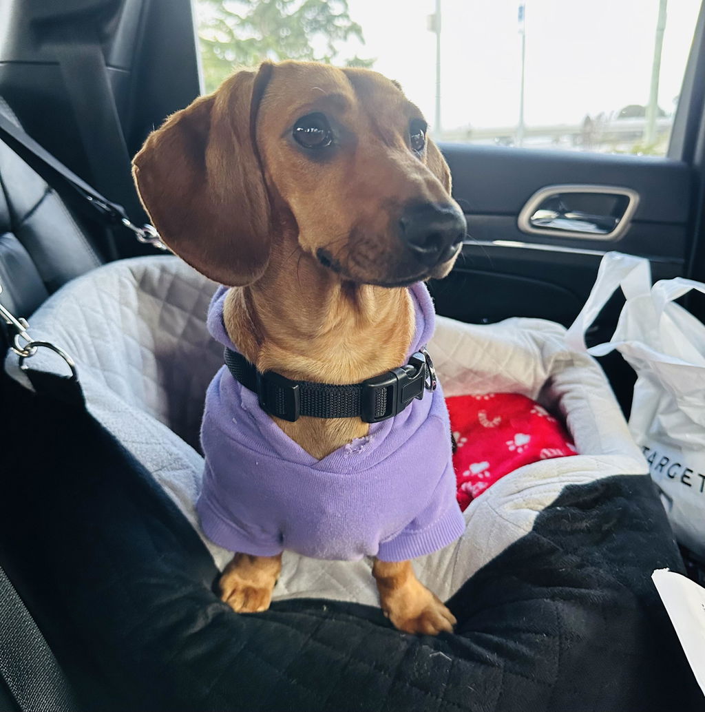 Lavender OxyMesh Dachshund Hug Me Harness