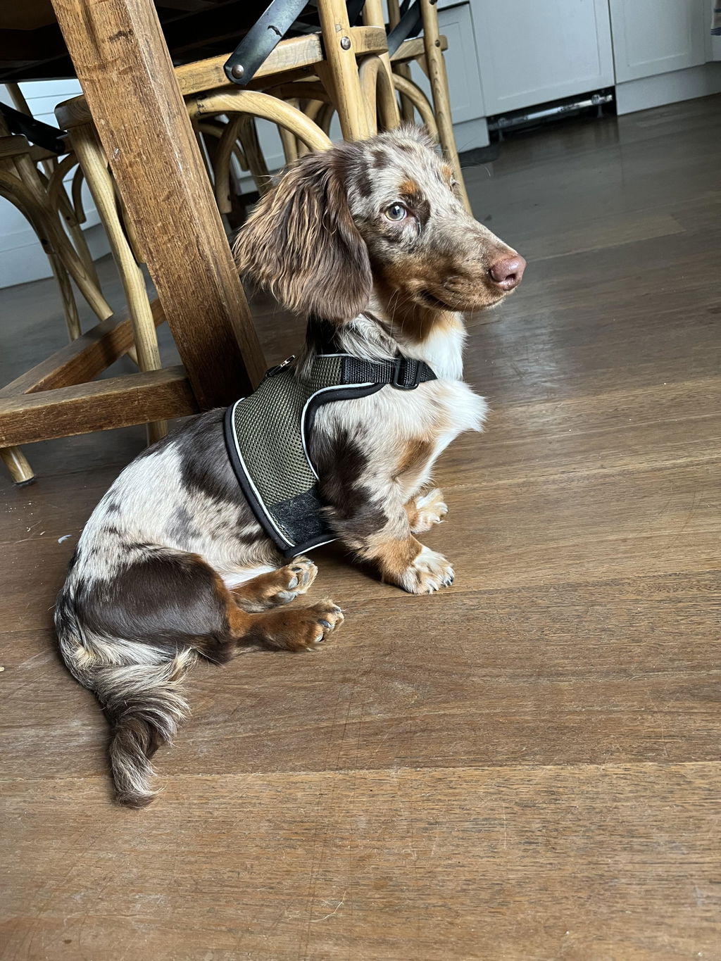 Olive Green OxyMesh Dachshund Hug Me Harness