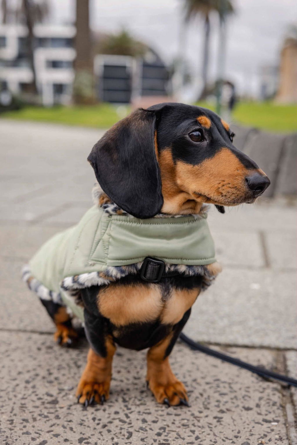 Matcha Leopard Luxe Puffa Coat
