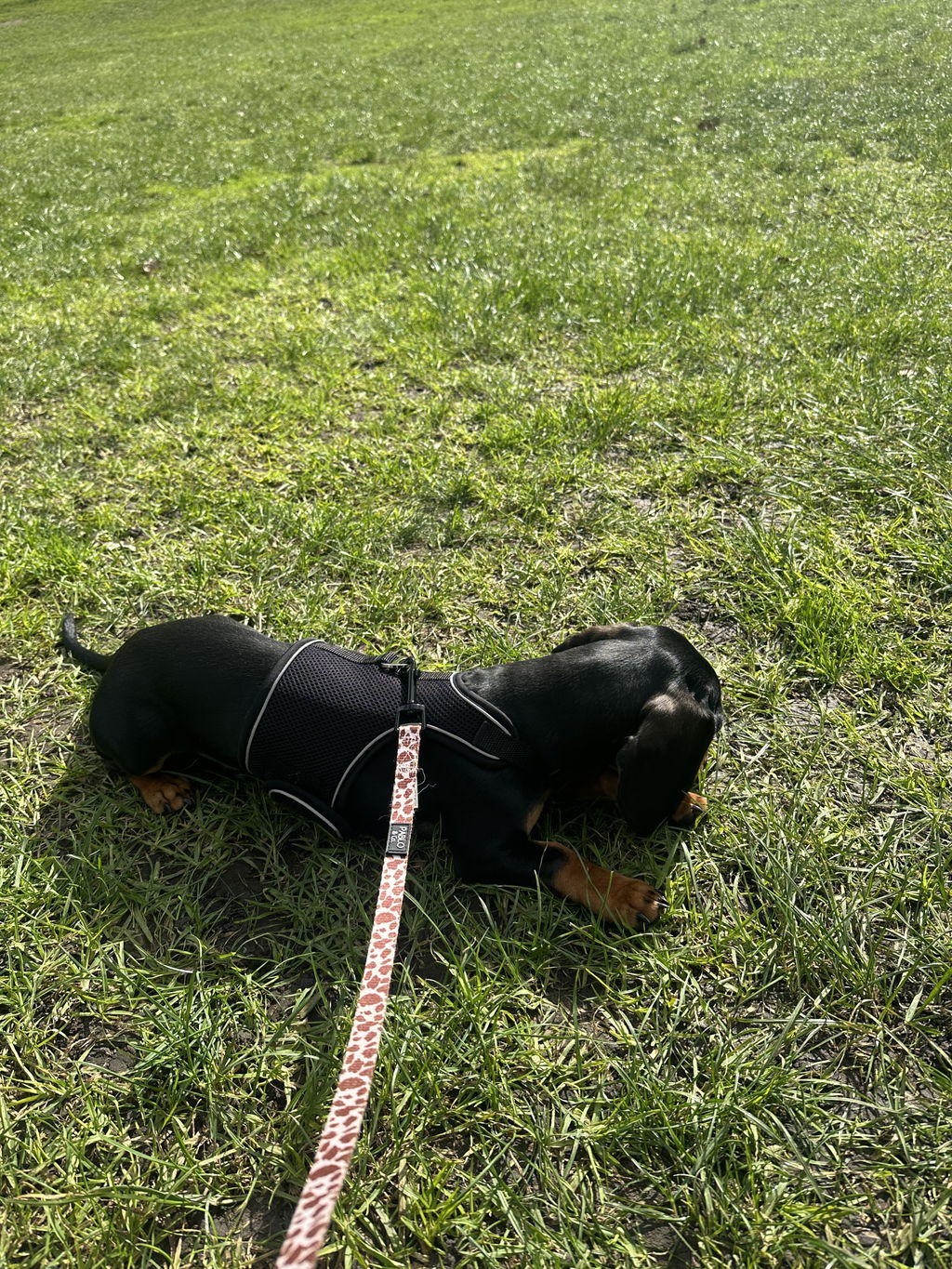 Liquorice Black OxyMesh Dachshund Hug Me Harness