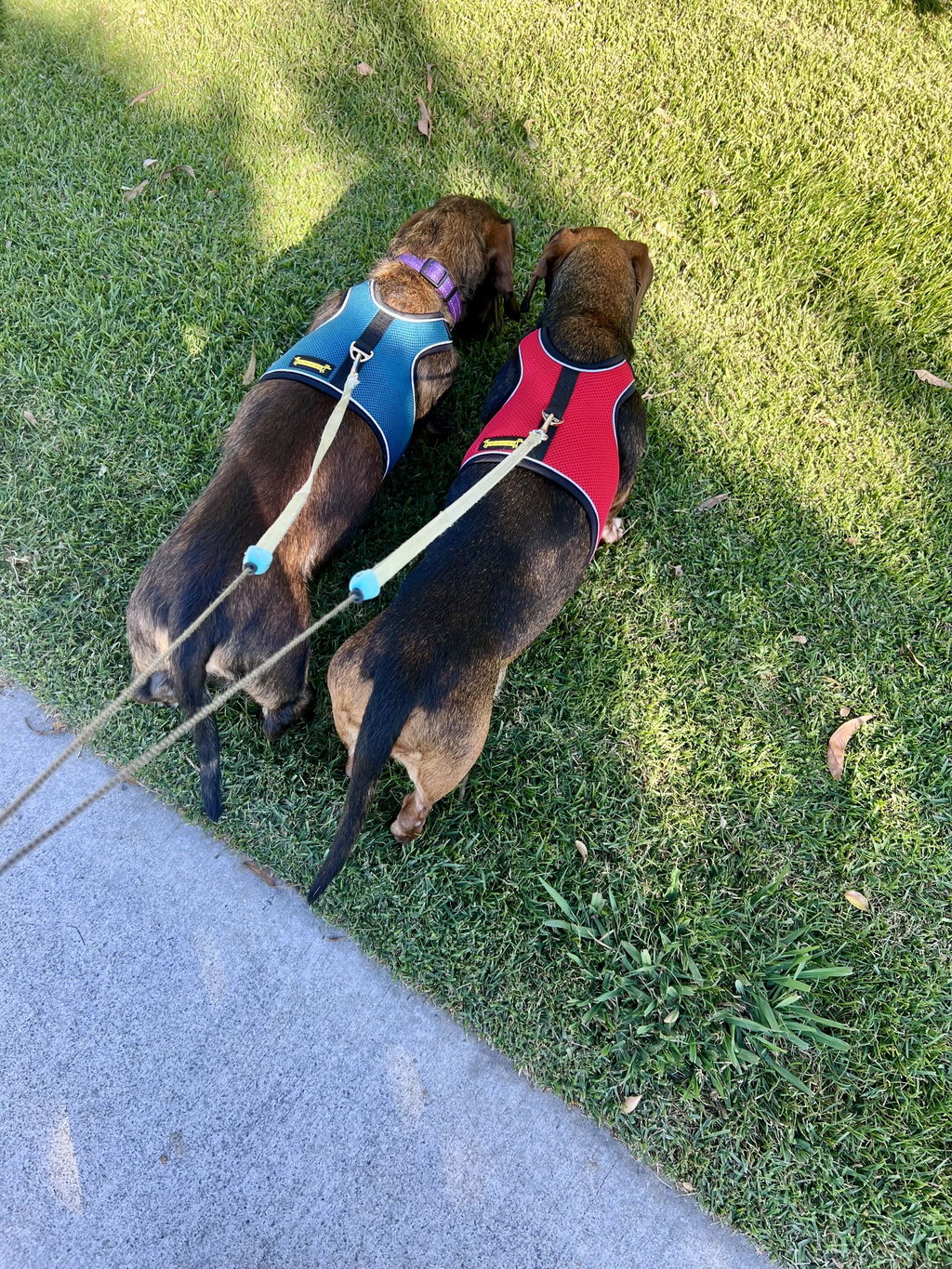 Teal Blue OxyMesh Dachshund Hug Me Harness
