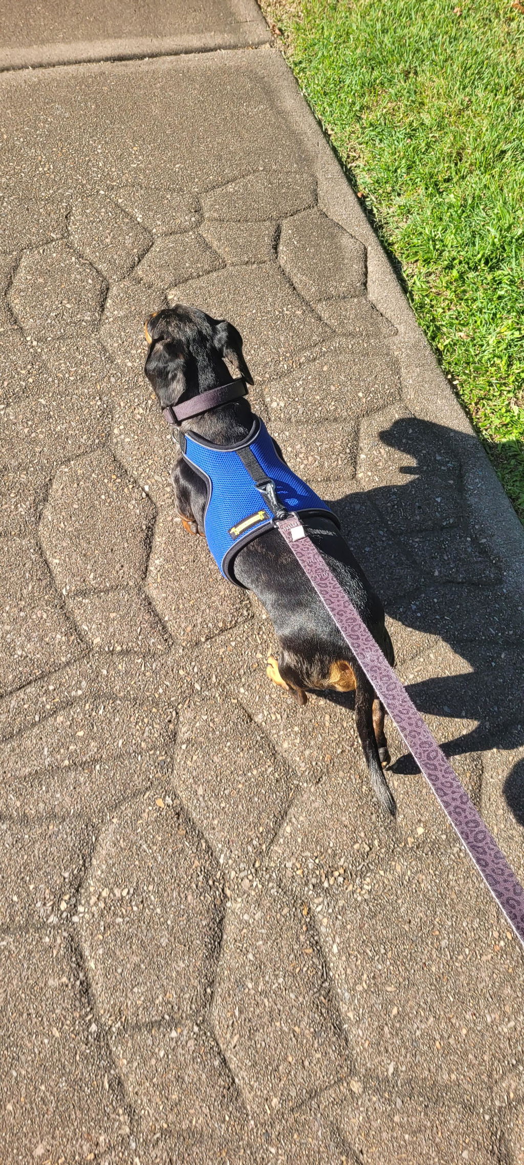 Royal Blue OxyMesh Dachshund Hug Me Harness