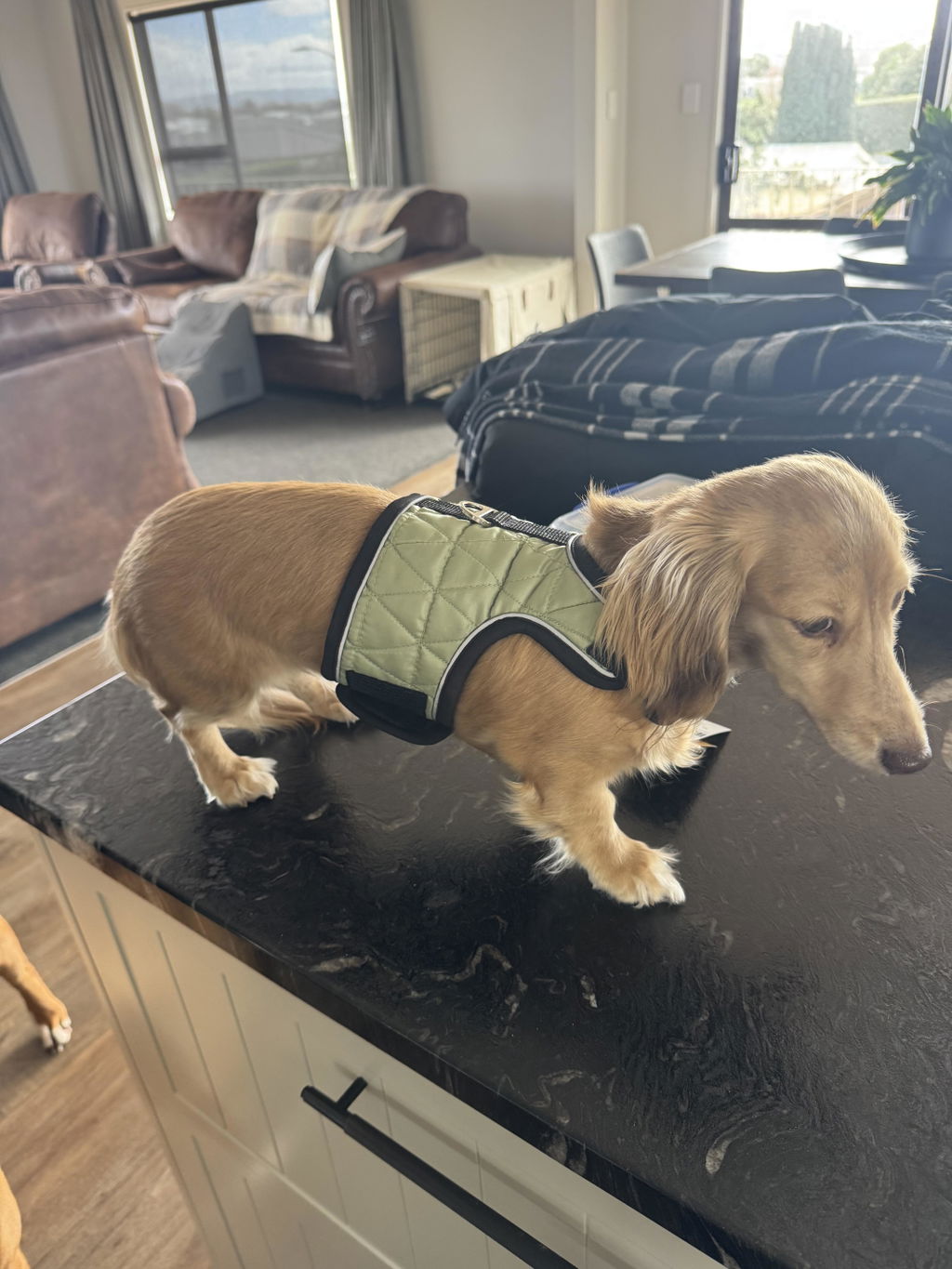 Matcha Green Winter Dachshund Hug Me Harness