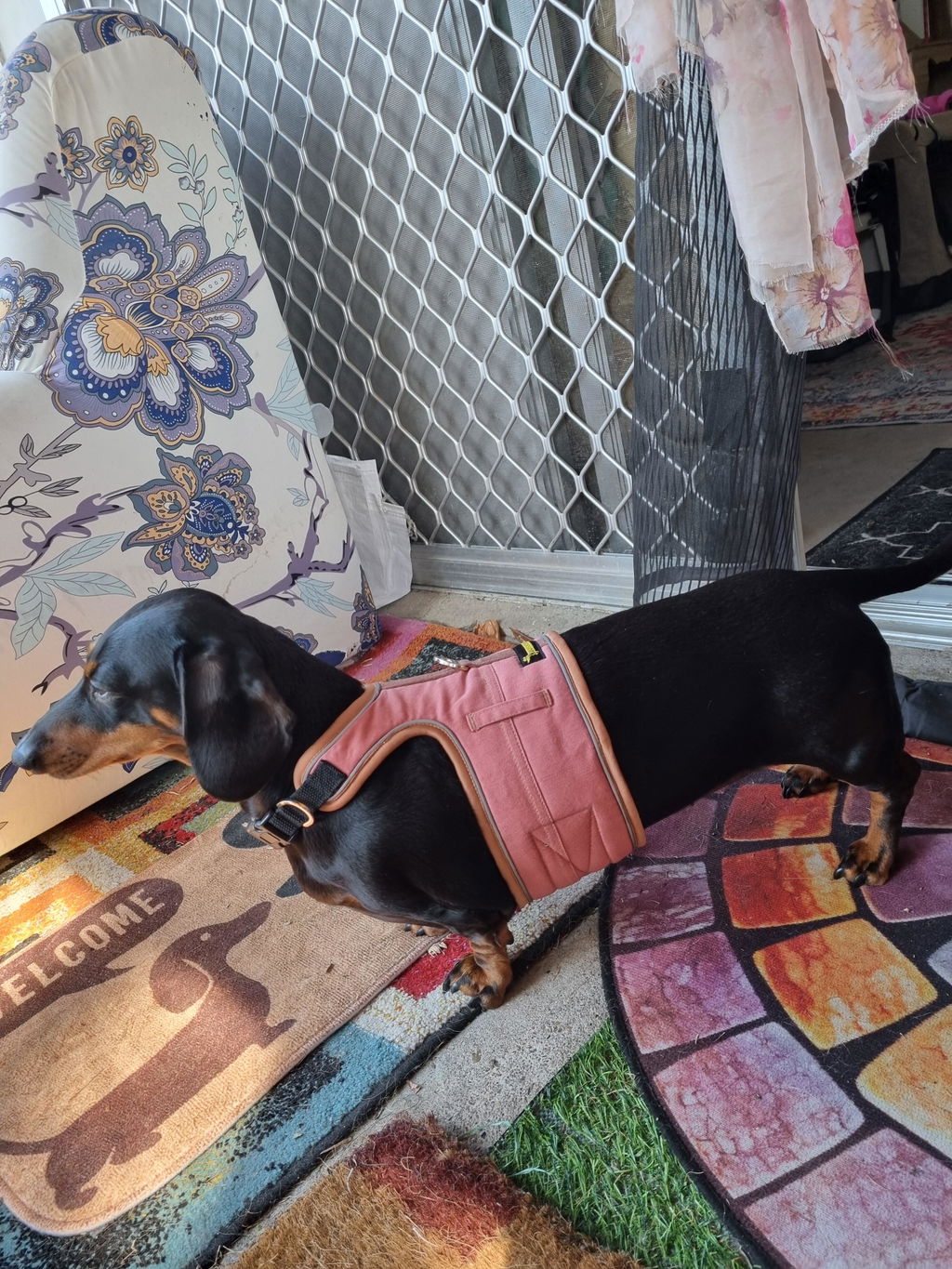 Salmon Pink Denim Dachshund Hug Me Harness