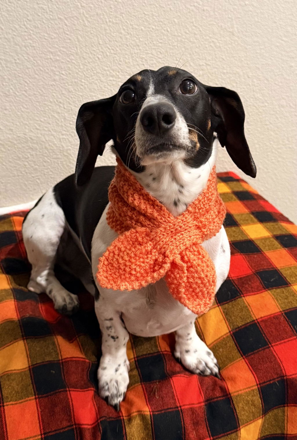 Classic Apricot Wool Cravat