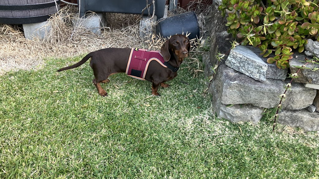 Burgundy Red Denim  Dachshund Hug Me Harness
