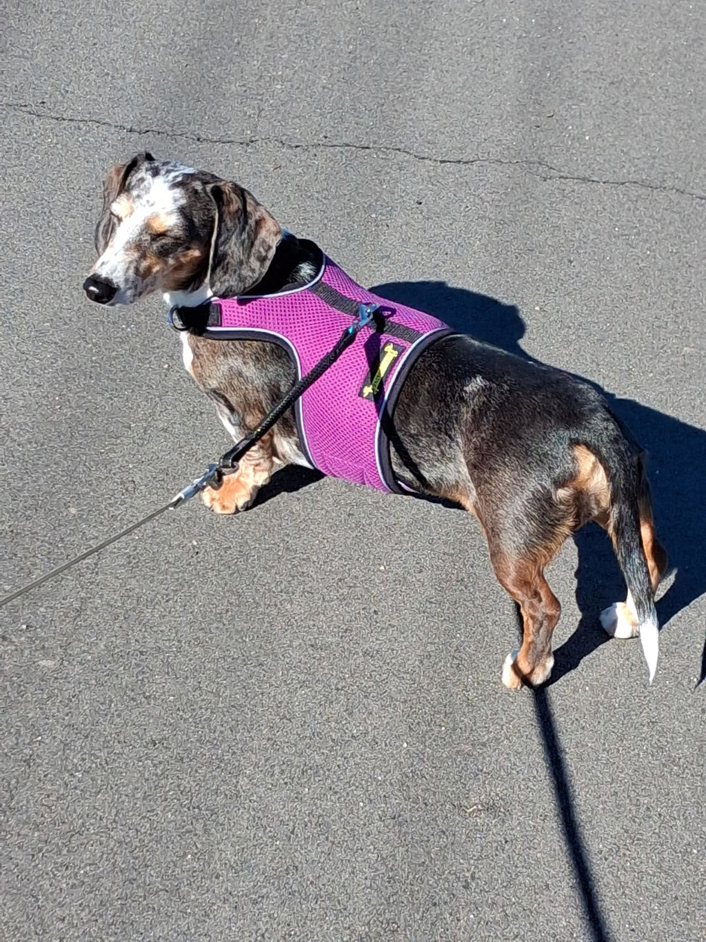 Burgundy OxyMesh Dachshund Hug Me Harness