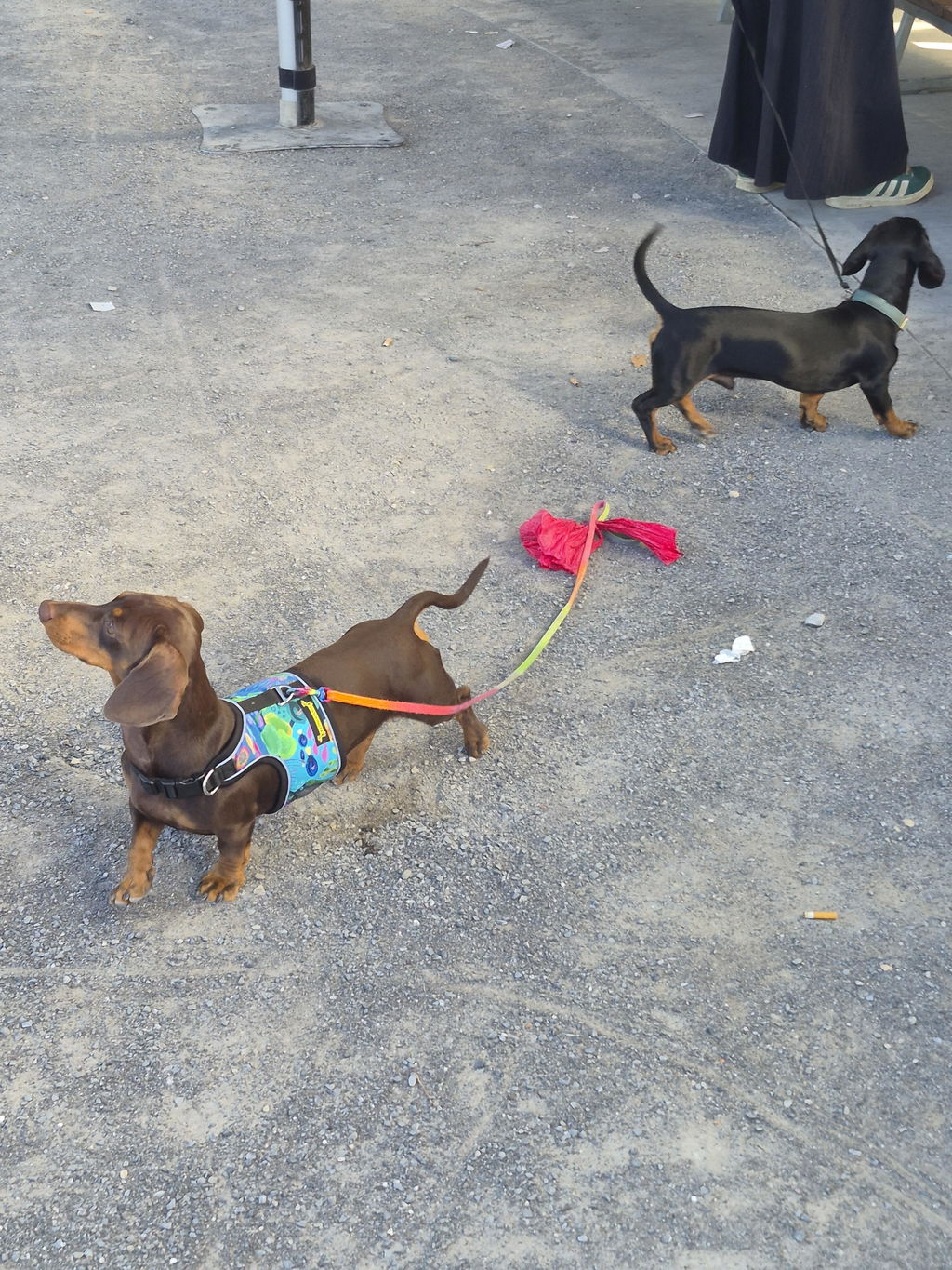 Deep Sea Dive Hug Me Harness™