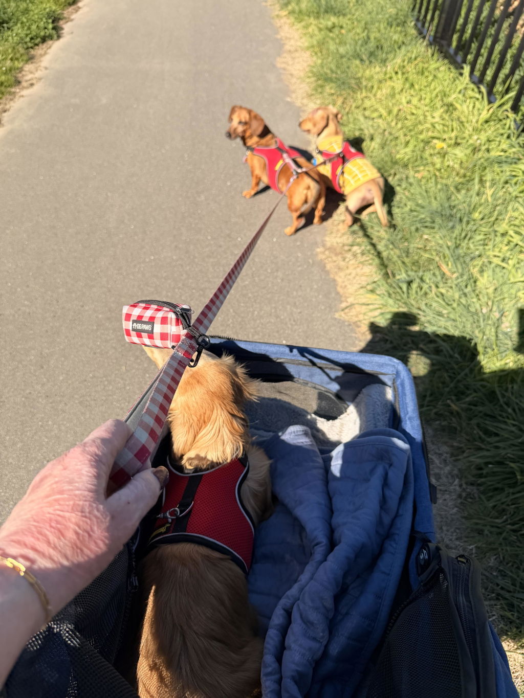 Chilli Red OxyMesh Dachshund Hug Me Harness