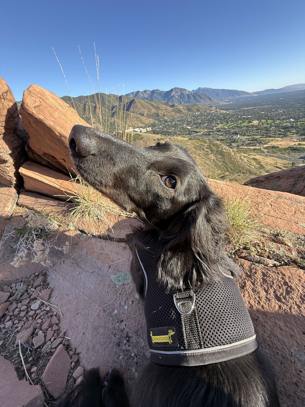 Liquorice Black OxyMesh Dachshund Hug Me Harness