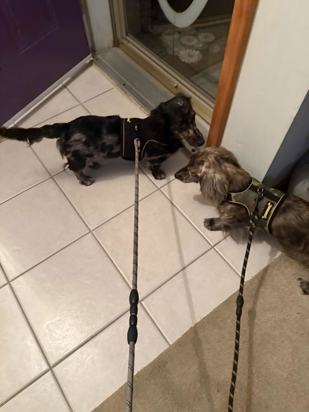 Liquorice Black OxyMesh Dachshund Hug Me Harness