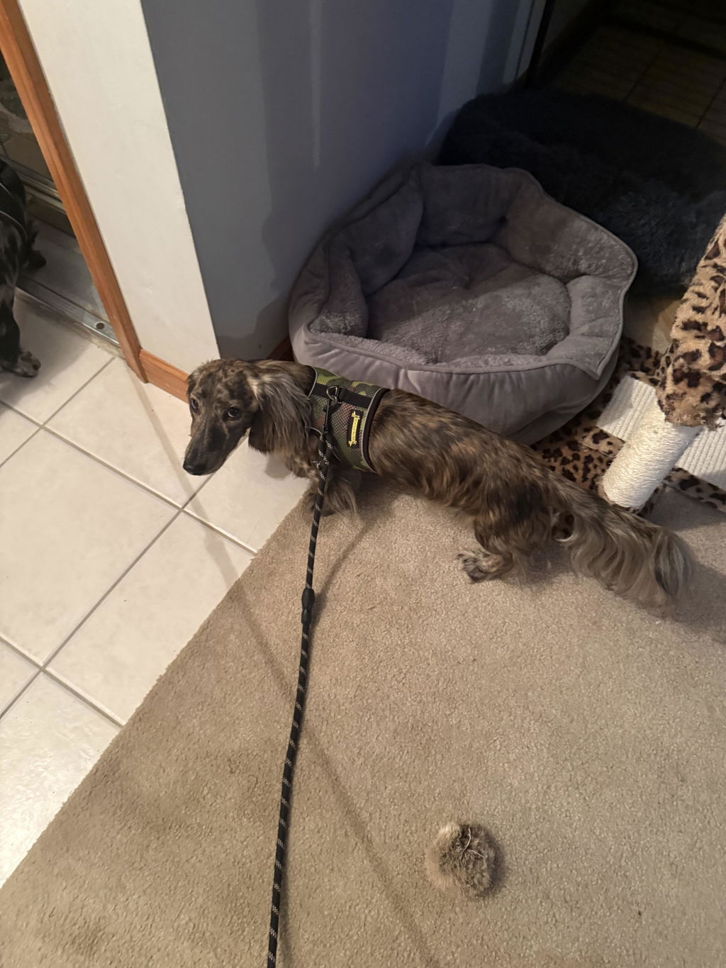 Camo Green OxyMesh Dachshund Hug Me Harness