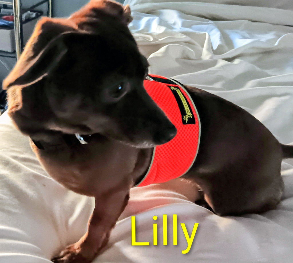 High Viz Orange OxyMesh Dachshund Hug Me Harness