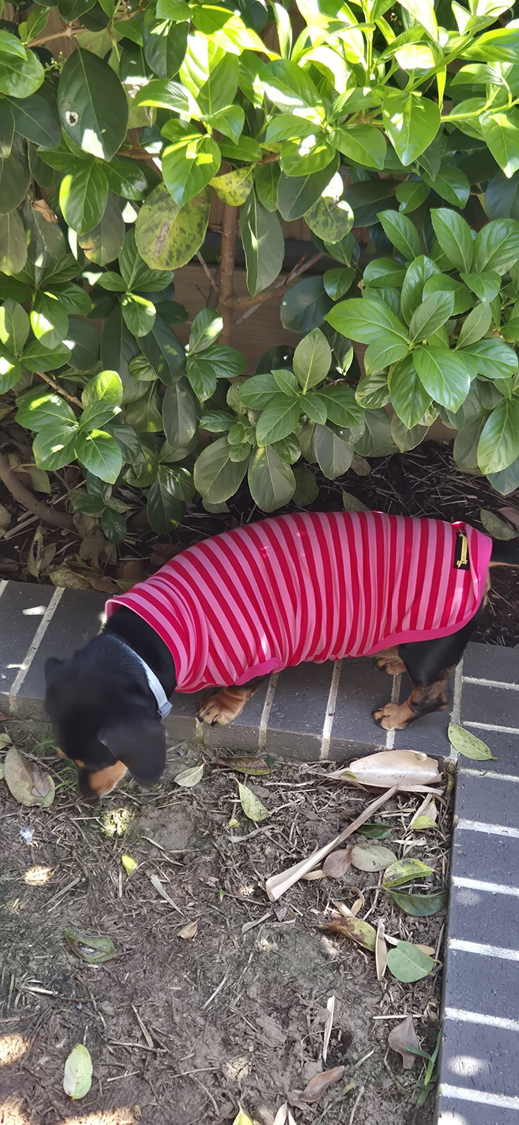 Pink & Red Stripe Dachshund Tee