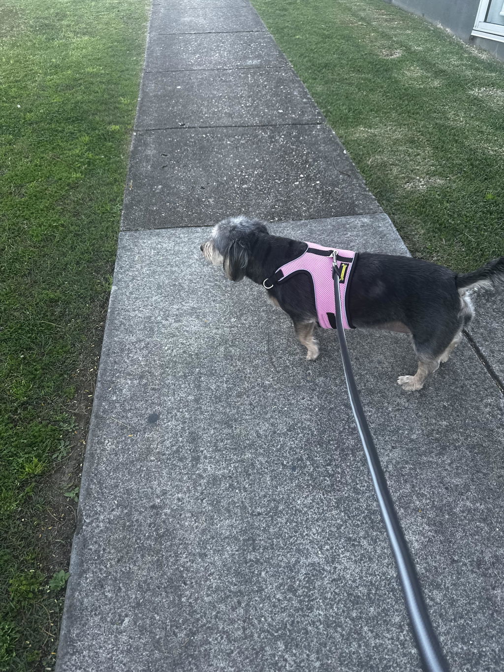 Soft Pink OxyMesh Dachshund Hug Me Harness