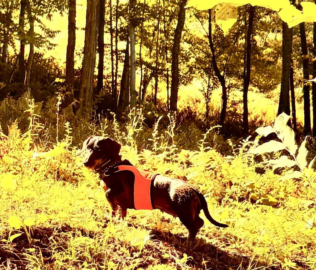 High Viz Orange OxyMesh Dachshund Hug Me Harness