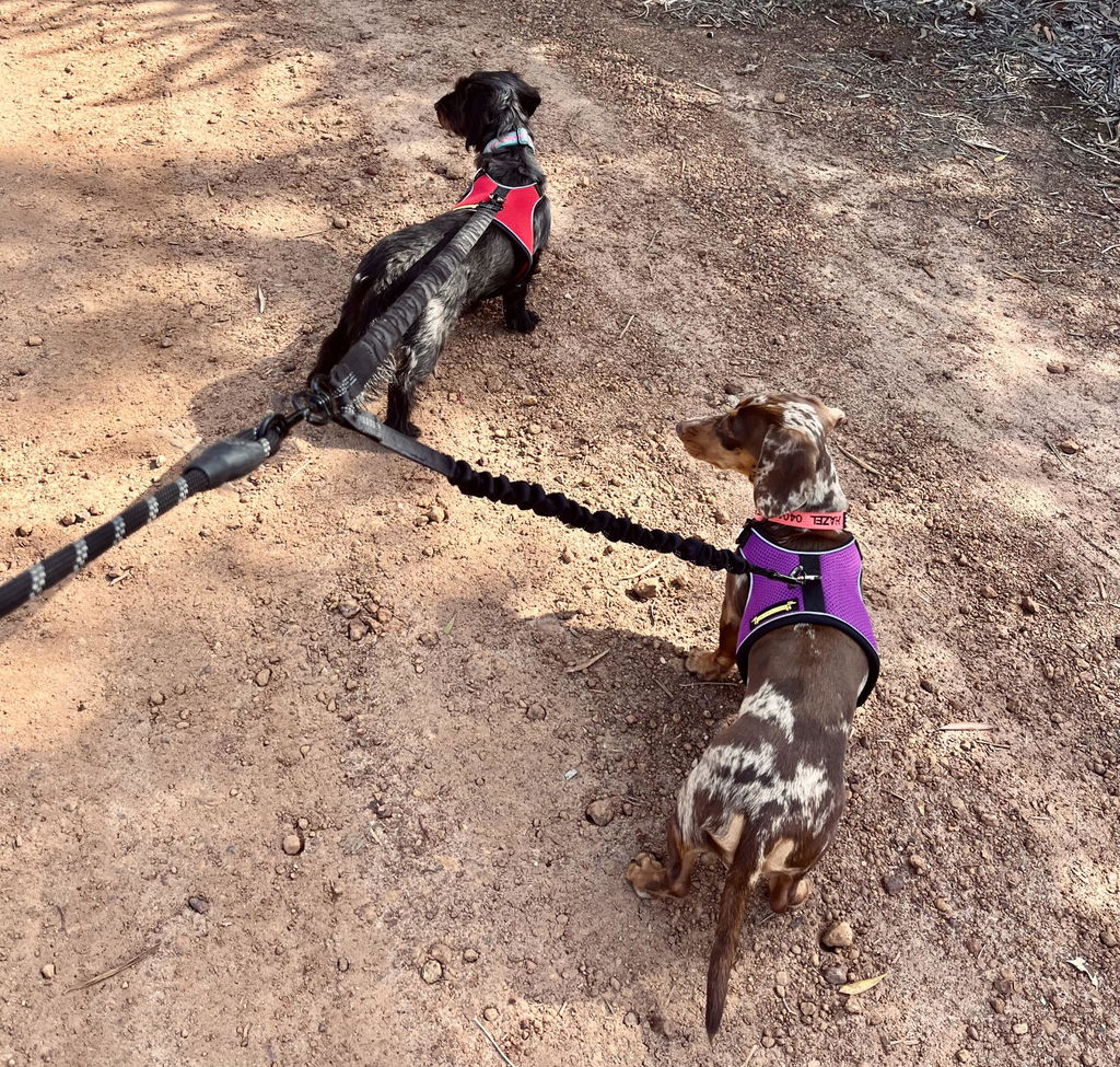 Magenta OxyMesh Dachshund Hug Me Harness