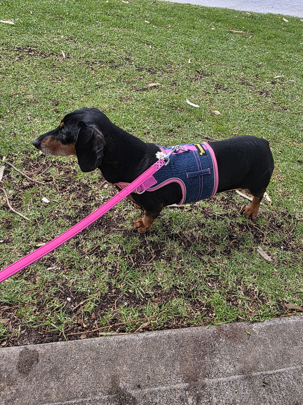 Pink Pop Denim Dachshund Hug Me Harness