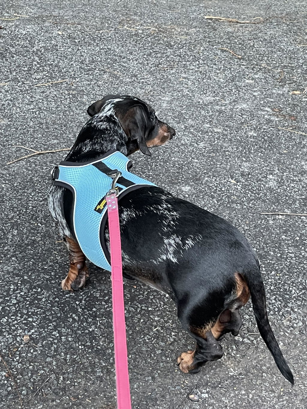 Soft Blue OxyMesh Dachshund Hug Me Harness