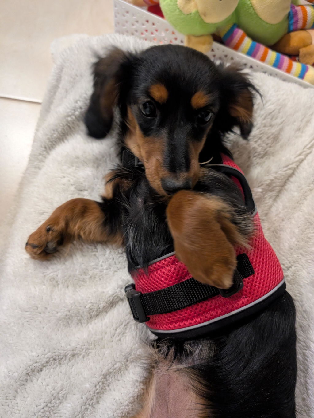 Hot Pink OxyMesh Dachshund Hug Me Harness