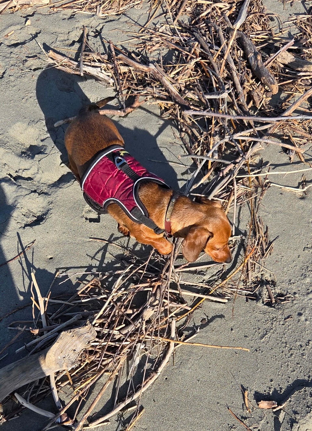 Burgundy OxyMesh Dachshund Hug Me Harness