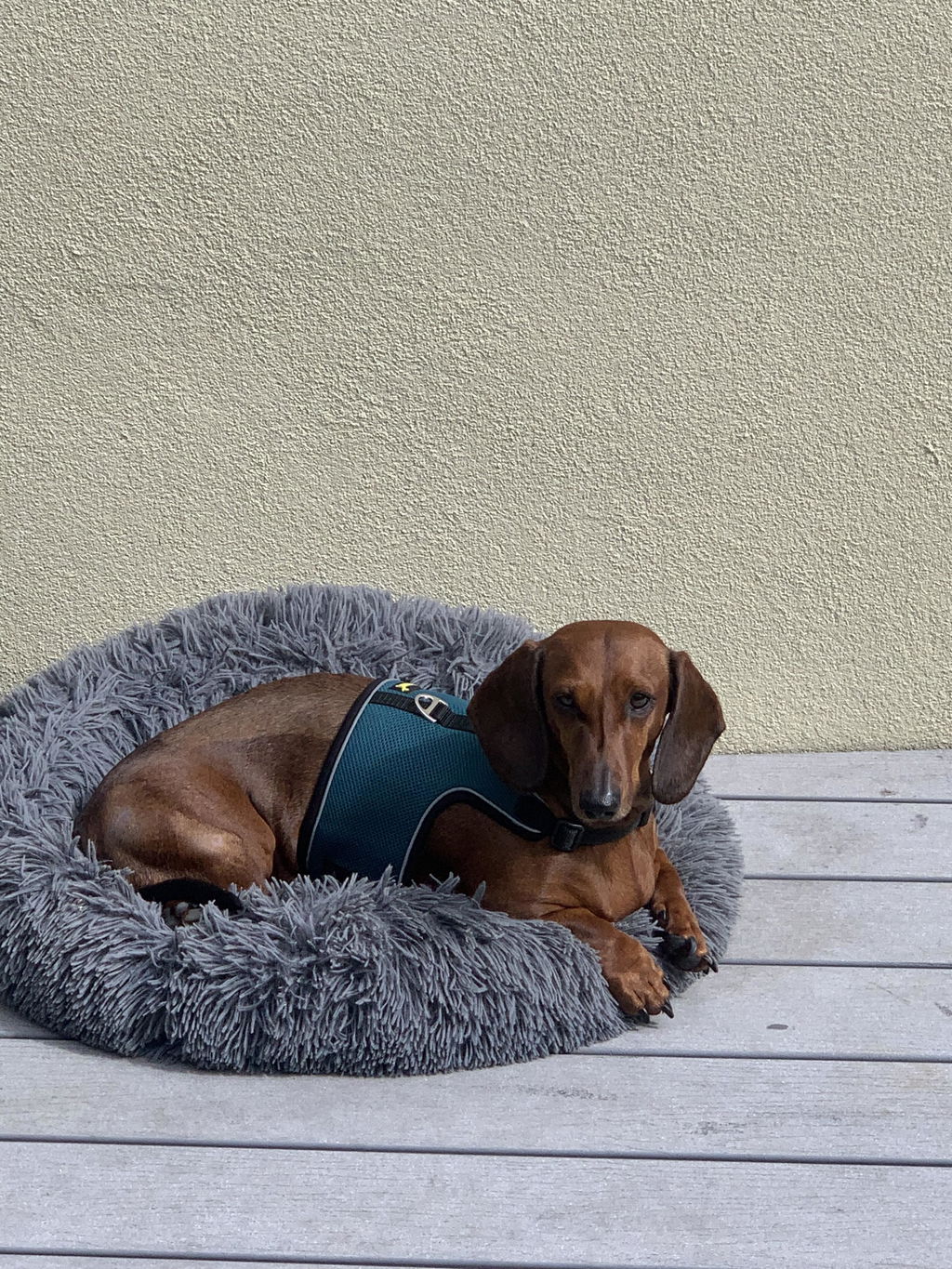 Teal Blue OxyMesh Dachshund Hug Me Harness