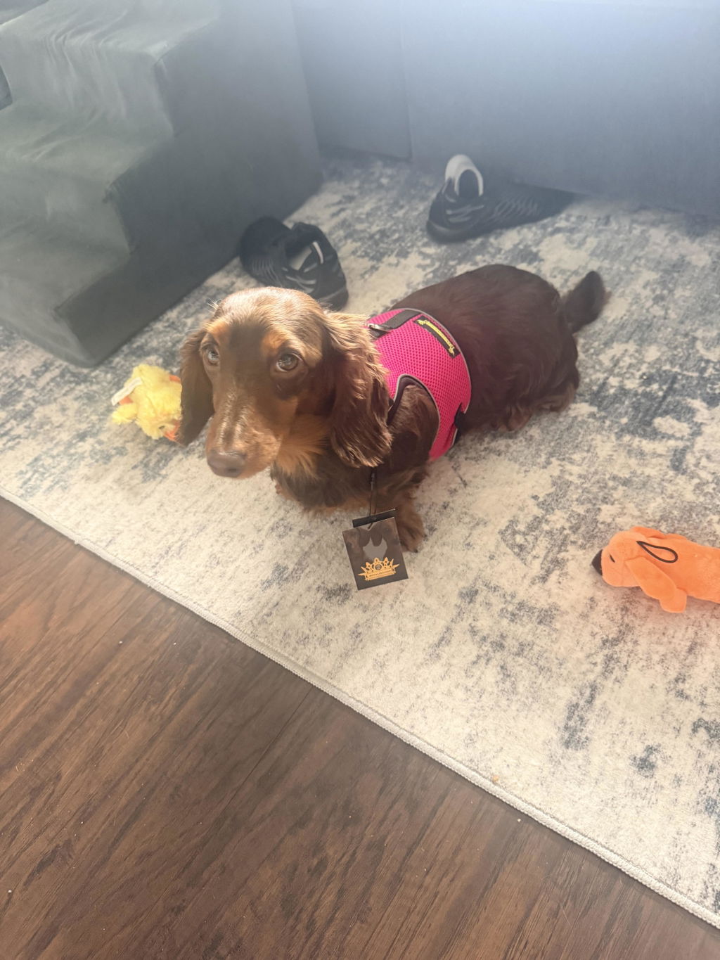 Hot Pink OxyMesh Dachshund Hug Me Harness