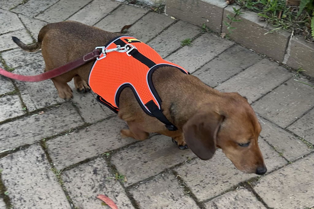2RoyalHounds