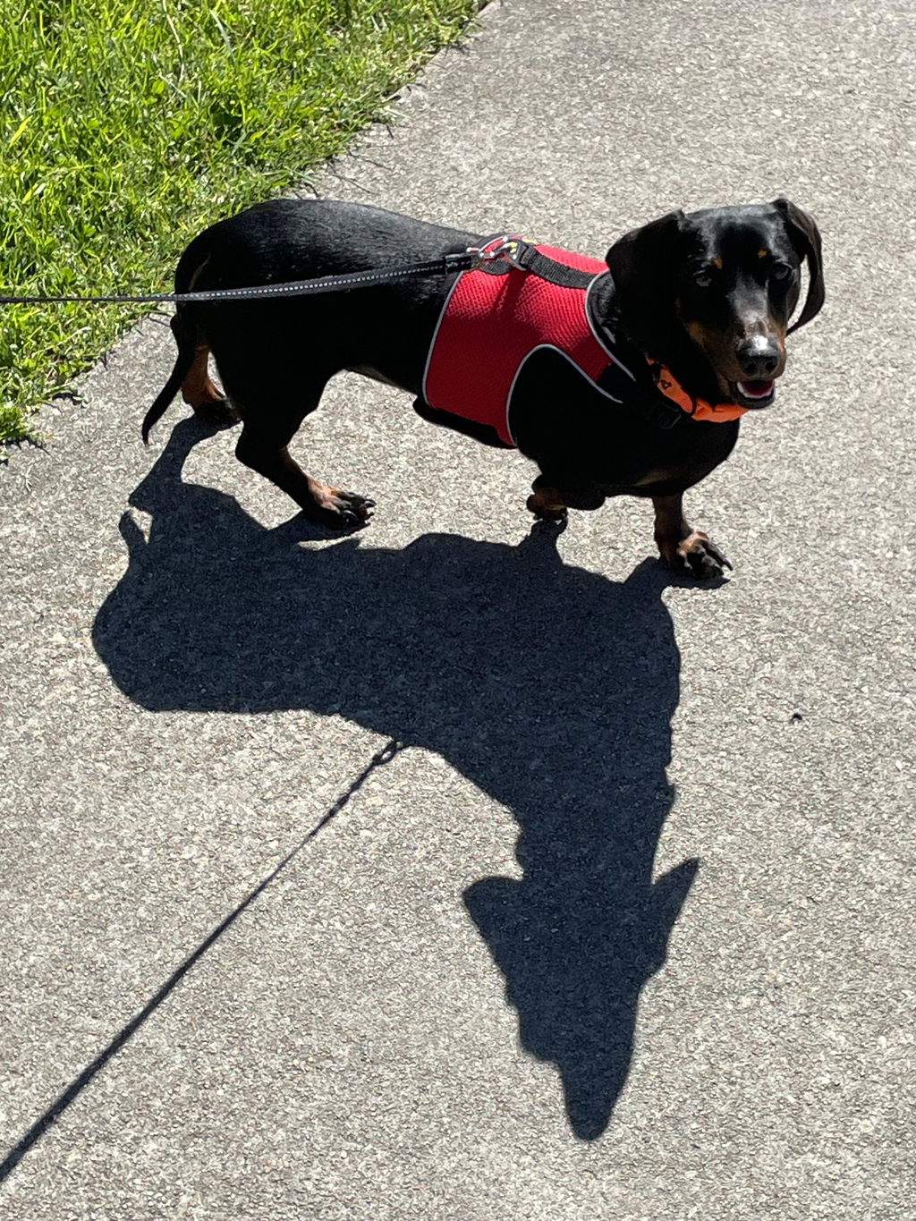 Chilli Red OxyMesh Dachshund Hug Me Harness