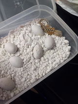 Terrence review photo