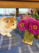 あんこんぶ review photo