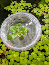 Floating Feasts Gazebo for Shrimp and Snail