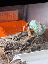 Large Hermit Crab Bubbler Pool