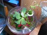 Lucky Bamboo Aquarium Plant Holder