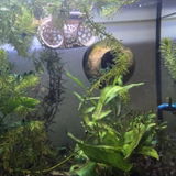 Floating Betta Tunnel For Betta Training