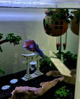 Floating Betta House