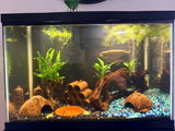 Mushroom Betta Hammock