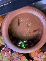 Floating Feasts Gazebo for Shrimp and Snail