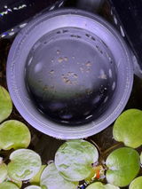 Floating Feasts Gazebo for Shrimp and Snail